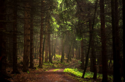 Footpath amidst trees in forest