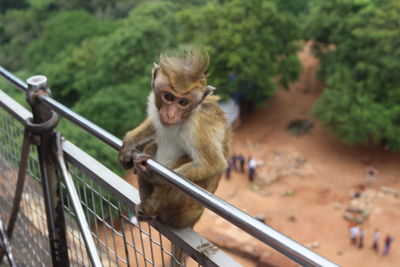 High angle view of toque macaque on railing