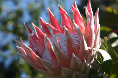 Close-up of pink flowering plant