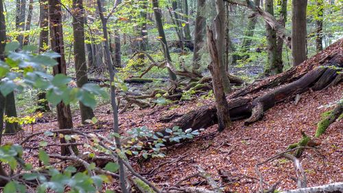 Plants growing on land in forest