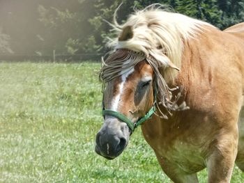 Close-up of horse on grassy field