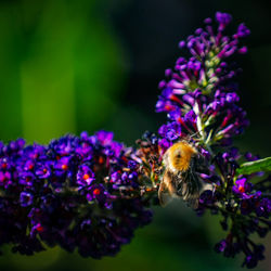 Insect on lavender flower