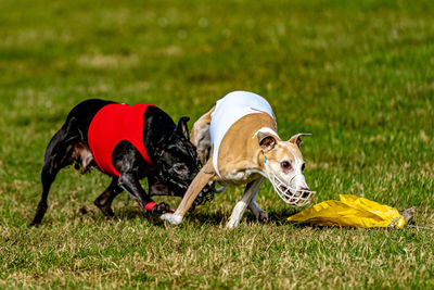 View of a dog on field