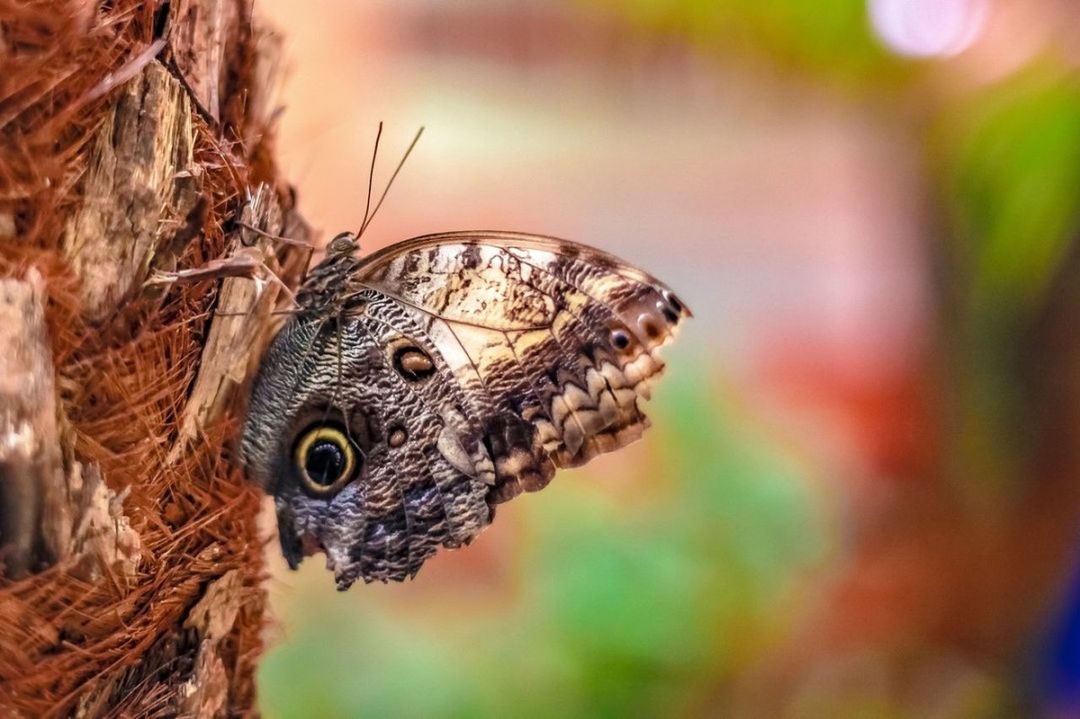 animal themes, one animal, animal, animal wildlife, animals in the wild, close-up, focus on foreground, insect, invertebrate, animal body part, selective focus, day, no people, animal wing, nature, animal head, butterfly - insect, vertebrate, beauty in nature, outdoors, animal eye, butterfly