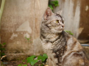 Close-up of a cat looking away