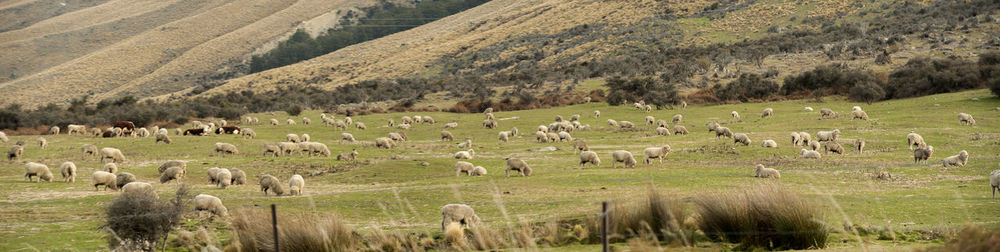 Flock of sheep grazing in field