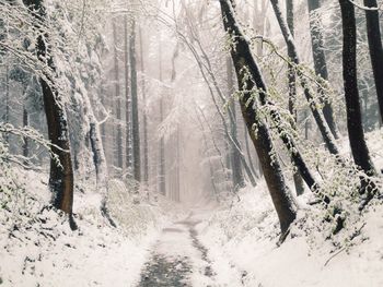 Snow covered road in forest