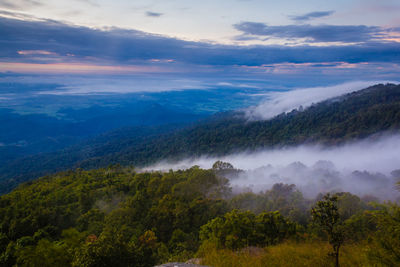 Scenic view of forest against sky