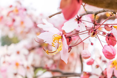 Close-up of pink cherry blossom