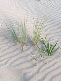 High angle view of plant growing on sand
