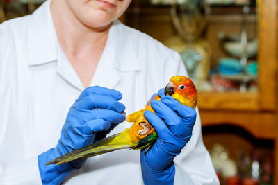 Midsection of female doctor examining bird