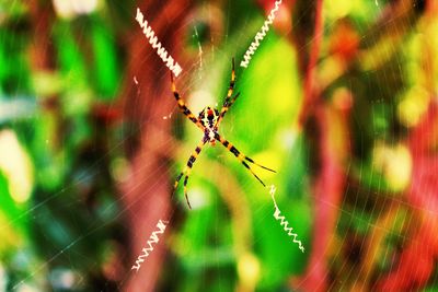 Close-up of spider on web