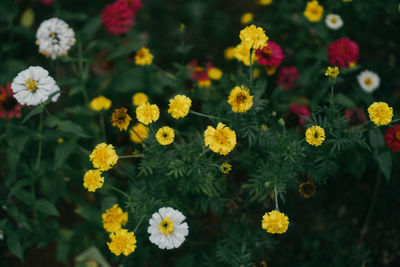 Close-up of white daisy flowers