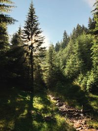 Pine trees in forest against sky