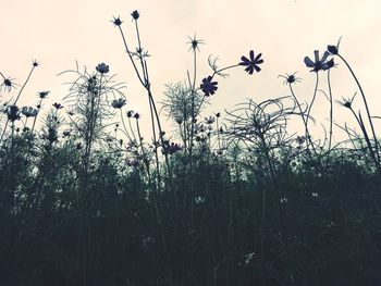 Plants against sky