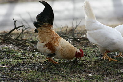 Hens perching on field