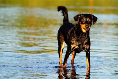 Dog standing in water