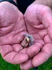 Close-up of hand holding small insect