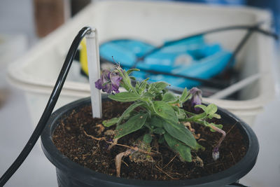 Close-up of potted plant on table