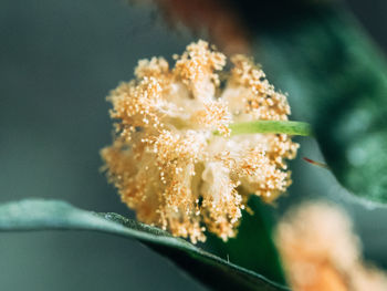 Close-up of flower against blurred background