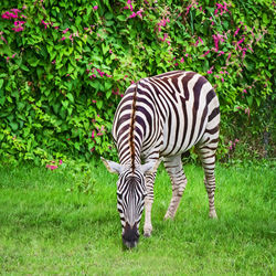 Zebra in a field