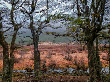 Trees in forest against sky