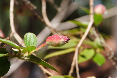 Close-up of pink flowers