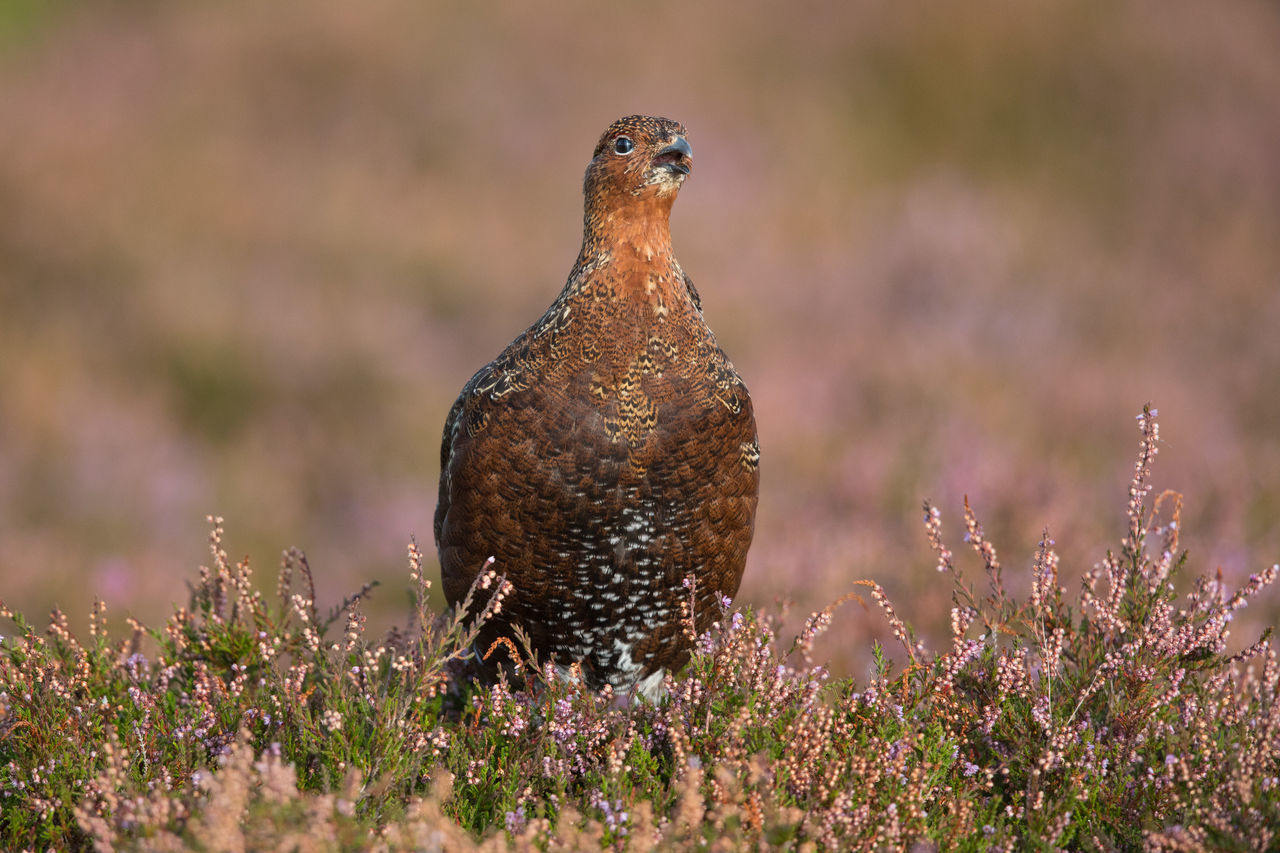 one animal, bird, animals in the wild, animal themes, day, no people, animal wildlife, nature, outdoors, close-up, perching, bird of prey