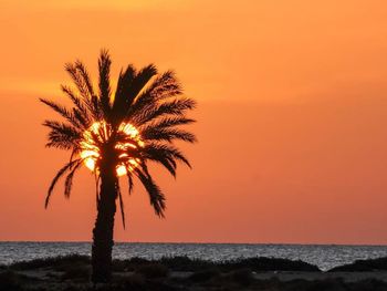 Silhouette palm tree by sea against orange sky