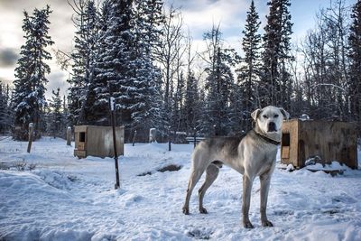Dog standing on snow covered field