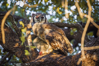 Low angle view of owl perching on tree