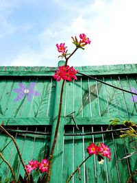 Low angle view of pink hibiscus blooming against sky