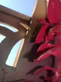 Close-up of red flower