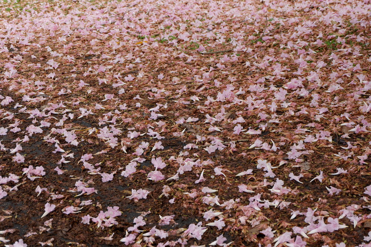 FULL FRAME SHOT OF FLOWERING TREE