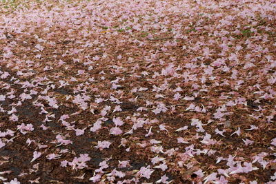 High angle view of flowering plant on field