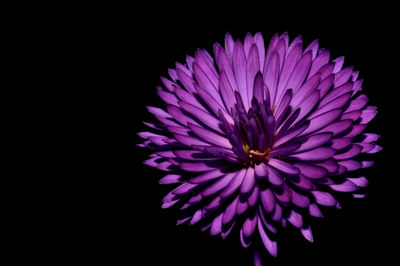 Close-up of purple flower blooming against black background