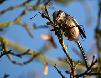 Low angle view of bird perching on tree against sky