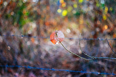 Close-up of dry leaf on red land