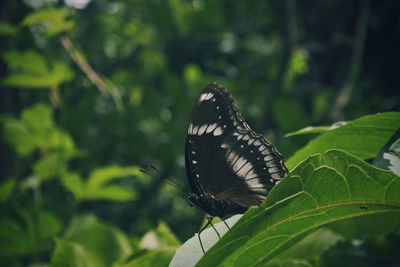 Close-up of butterfly pollinating flower