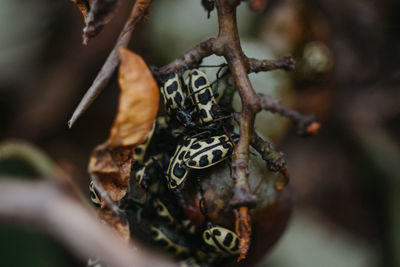 Close-up of fruit on tree