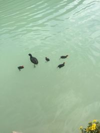 High angle view of ducks swimming in lake