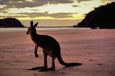 Horse standing on beach against sky during sunset