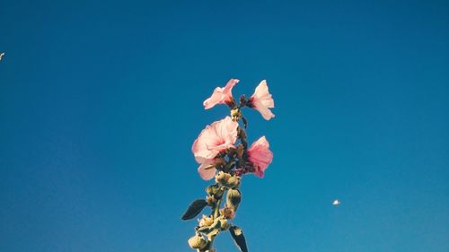 Low angle view of pink flowers against clear blue sky on sunny day