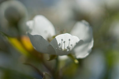 Close-up of white flowers blooming outdoors