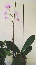 Close-up of pink flowering plant against wall