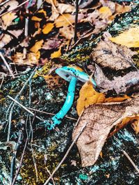 High angle view of dry leaves on rock in forest