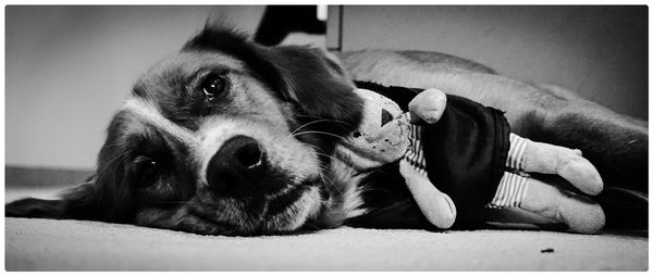 Portrait of dog lying on sofa