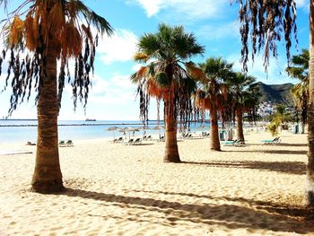 Palm trees on beach