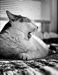 Close-up of a cat lying on bed