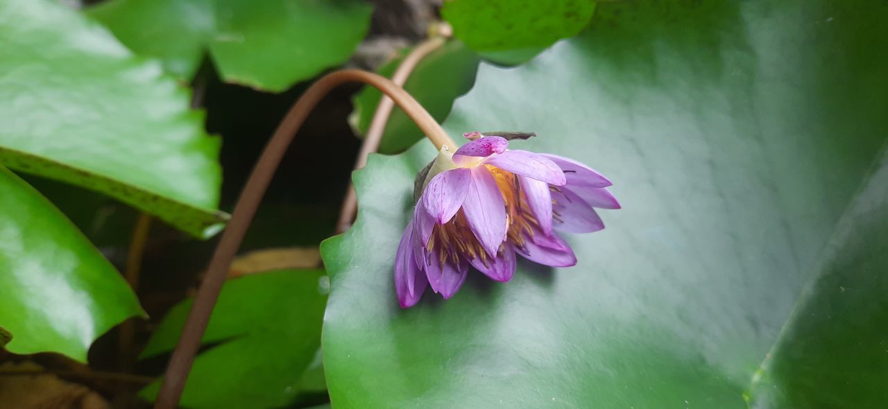 CLOSE-UP OF PINK LOTUS WATER LILY IN PLANT